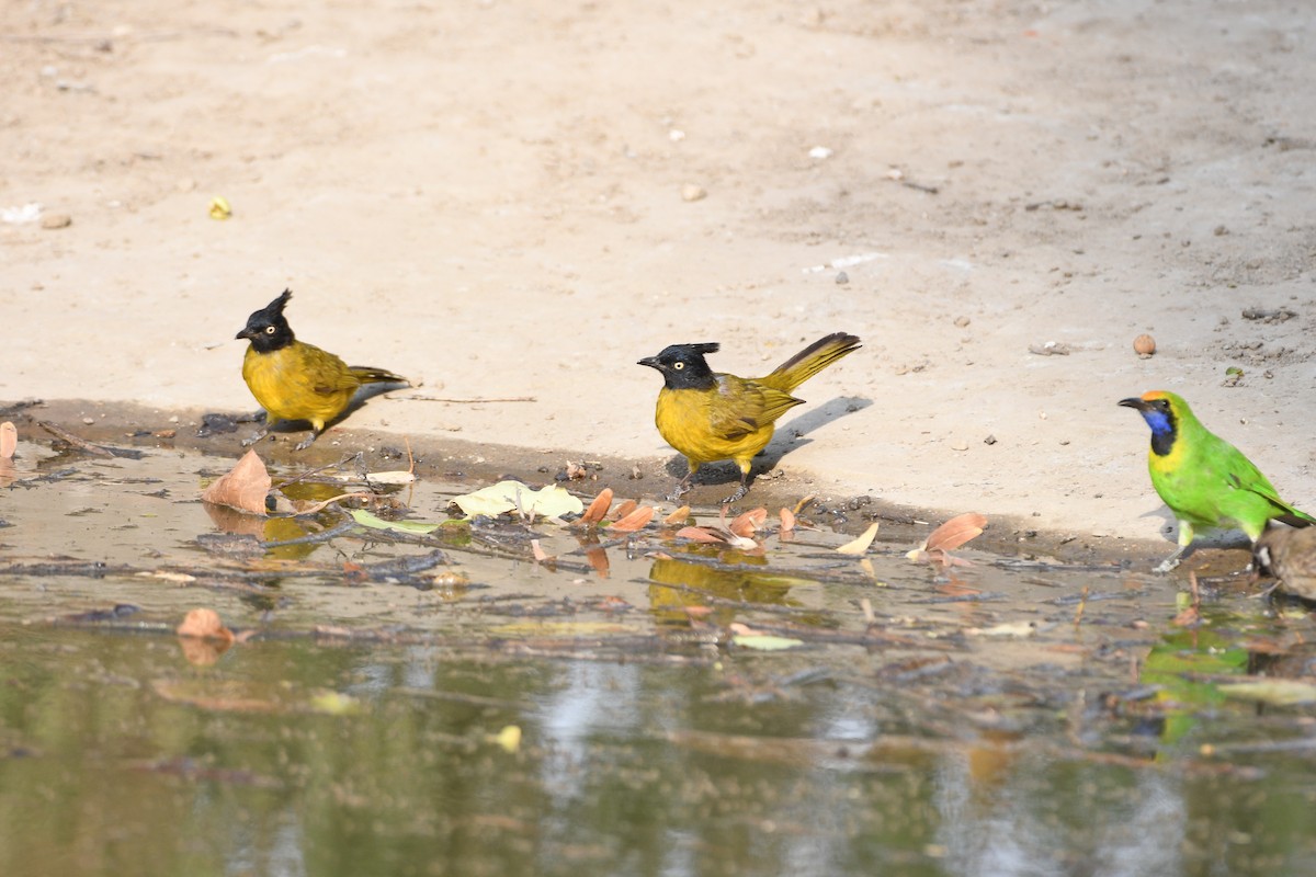 Black-crested Bulbul - ML620519784