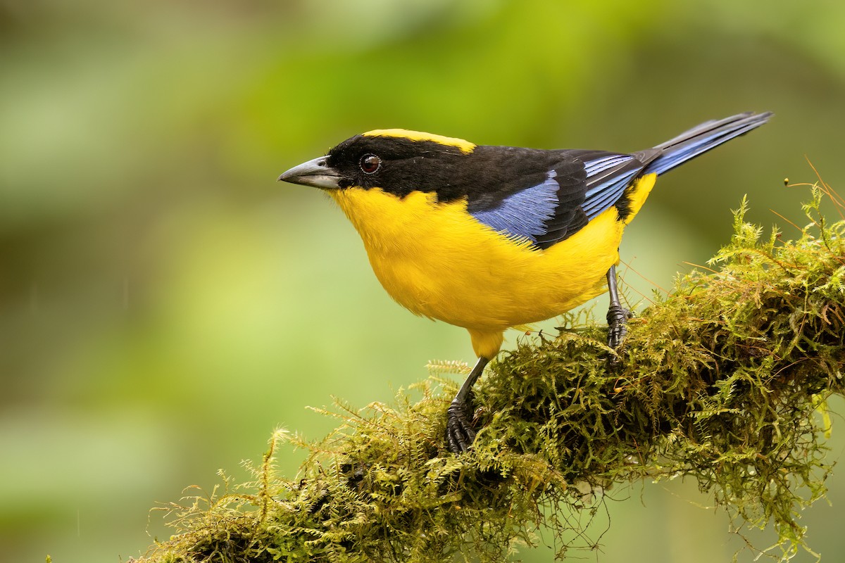 Blue-winged Mountain Tanager - ML620519785