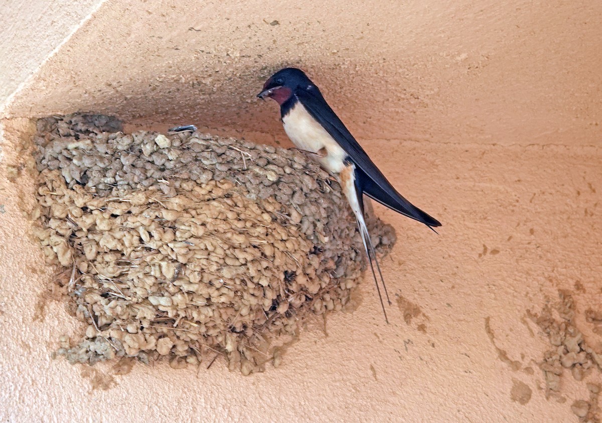 Barn Swallow (White-bellied) - ML620519786