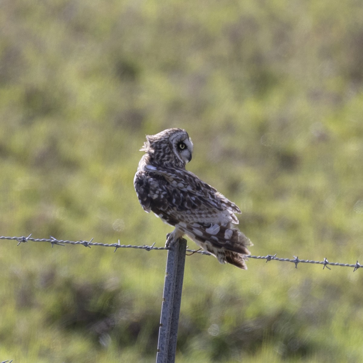 Short-eared Owl - ML620519787