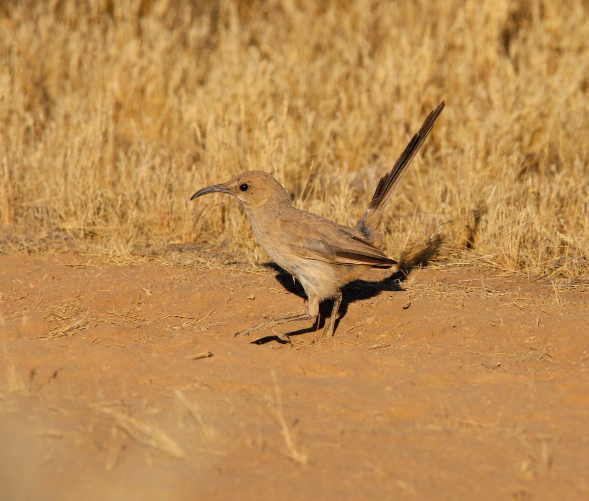 LeConte's Thrasher - ML620519793