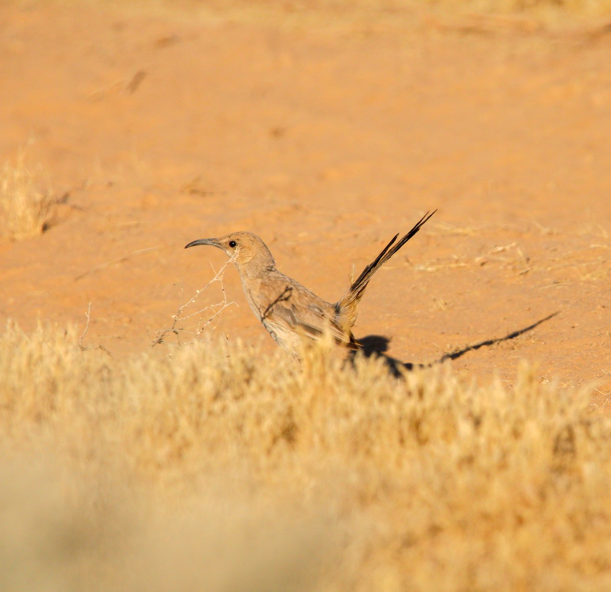 LeConte's Thrasher - ML620519794