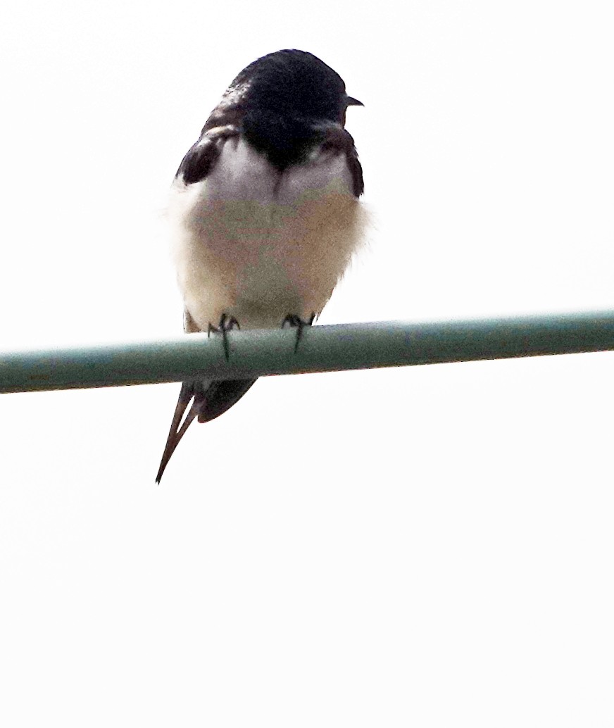 Barn Swallow (White-bellied) - ML620519796