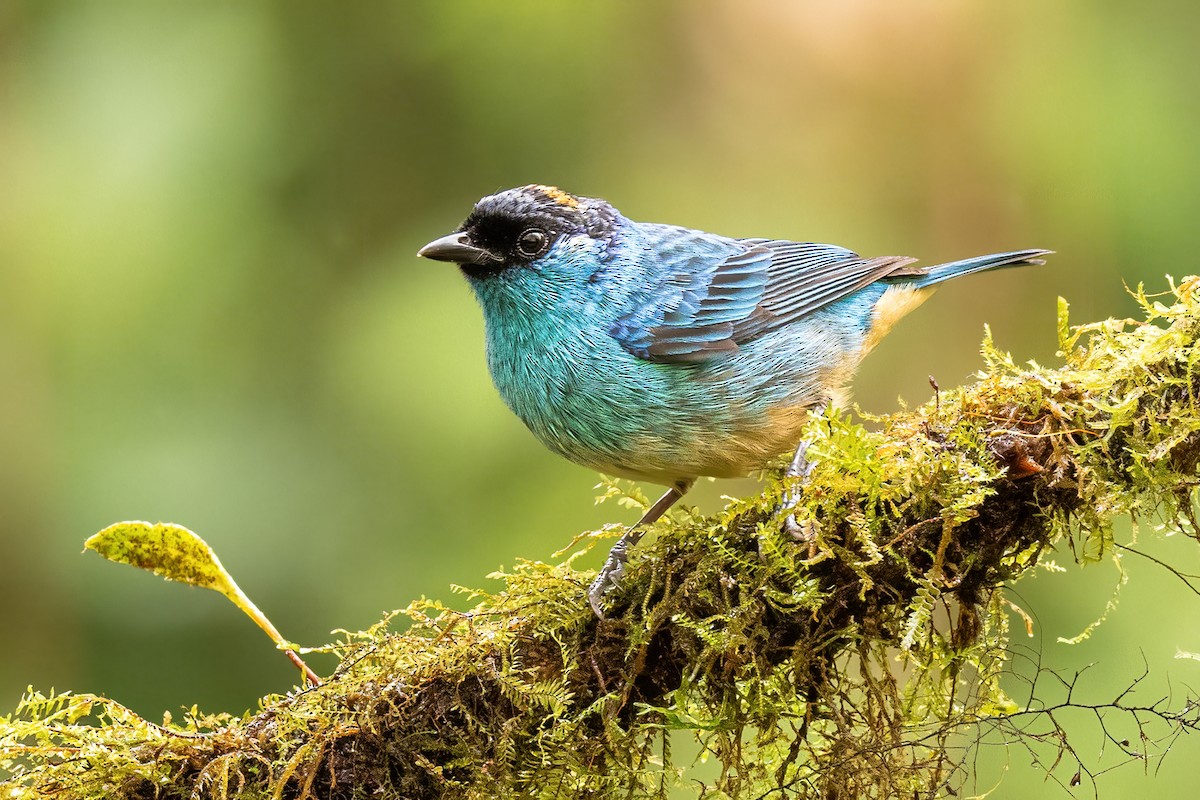 Golden-naped Tanager - ML620519797