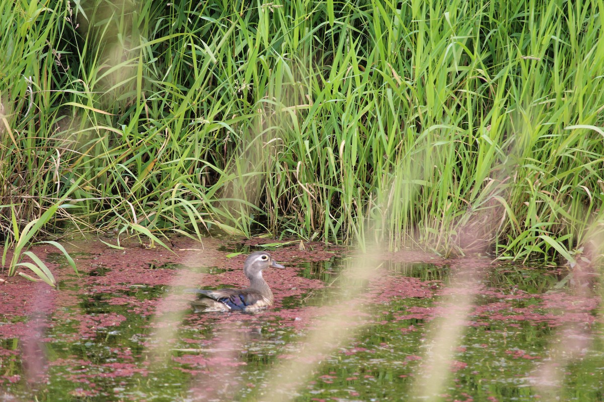 Wood Duck - ML620519798