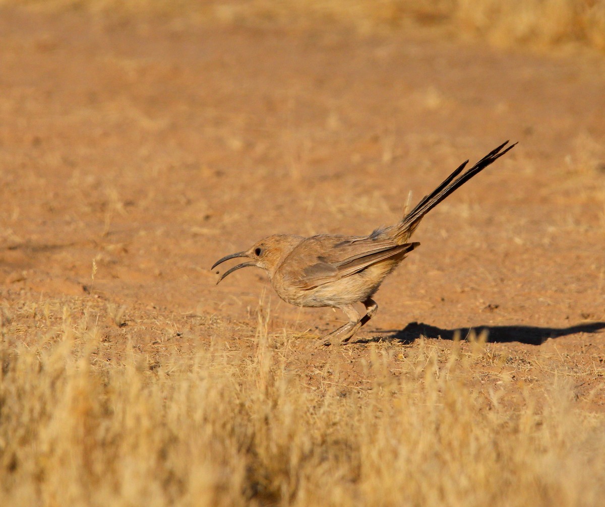 LeConte's Thrasher - ML620519799