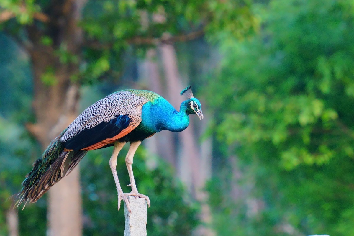 Indian Peafowl - ML620519804