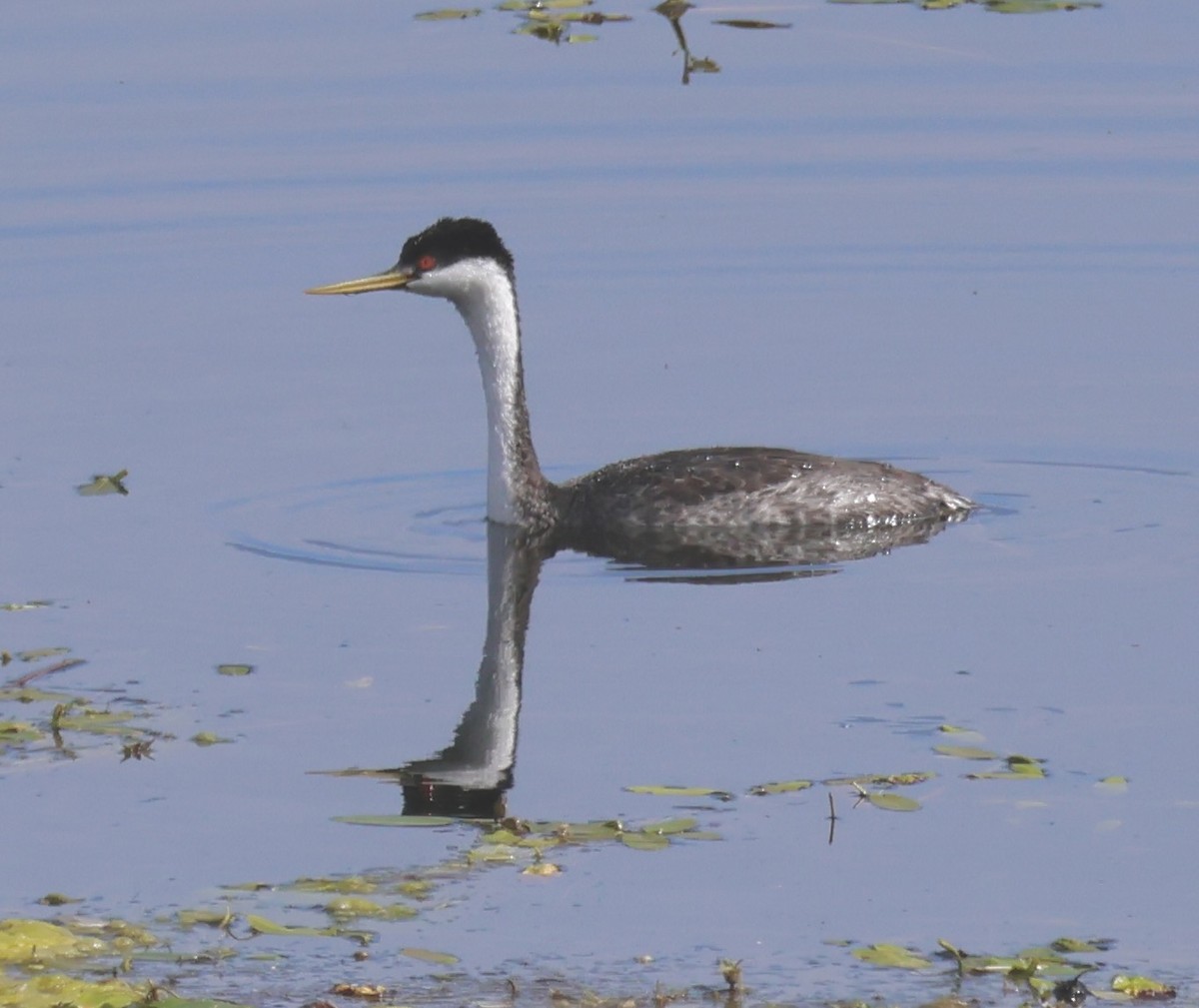 Western Grebe - Gretchen Framel