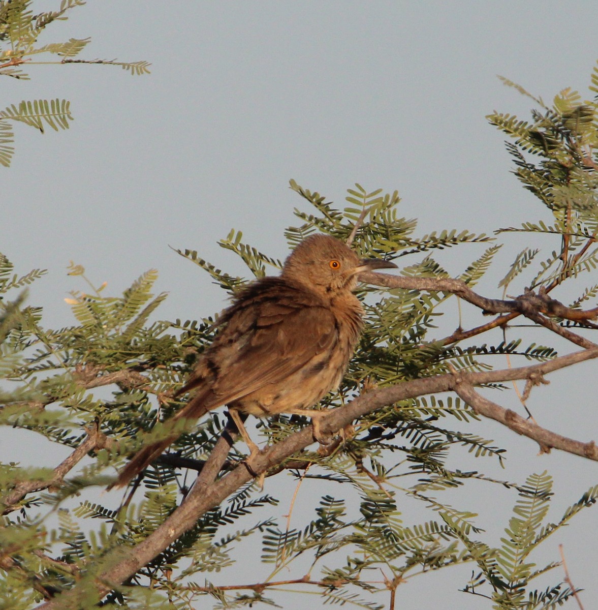 Bendire's Thrasher - ML620519811