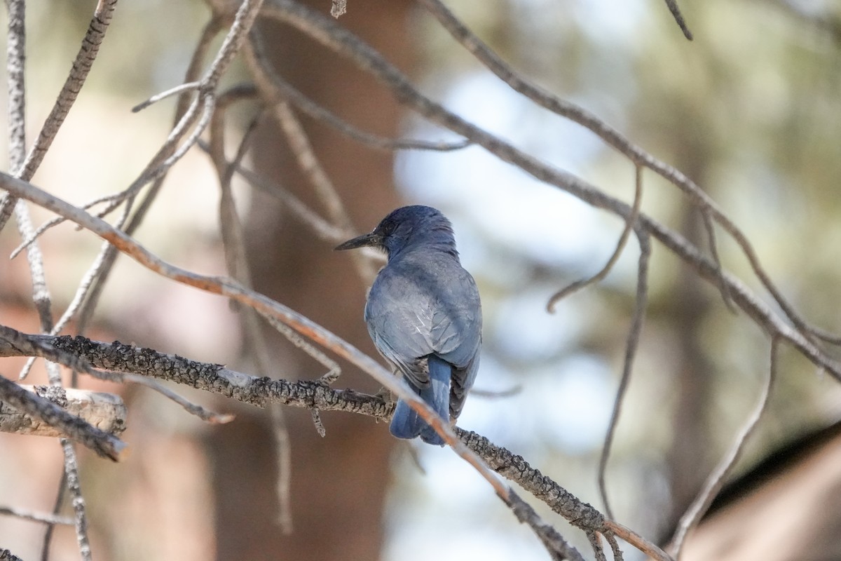 Pinyon Jay - ML620519822