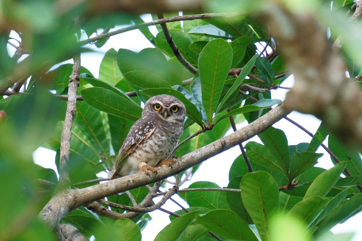Spotted Owlet - ML620519824
