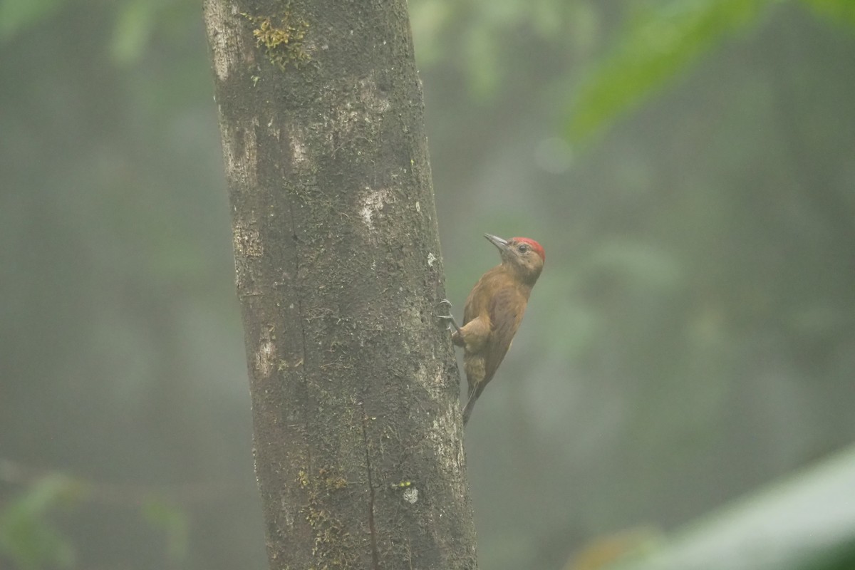 Smoky-brown Woodpecker - ML620519825