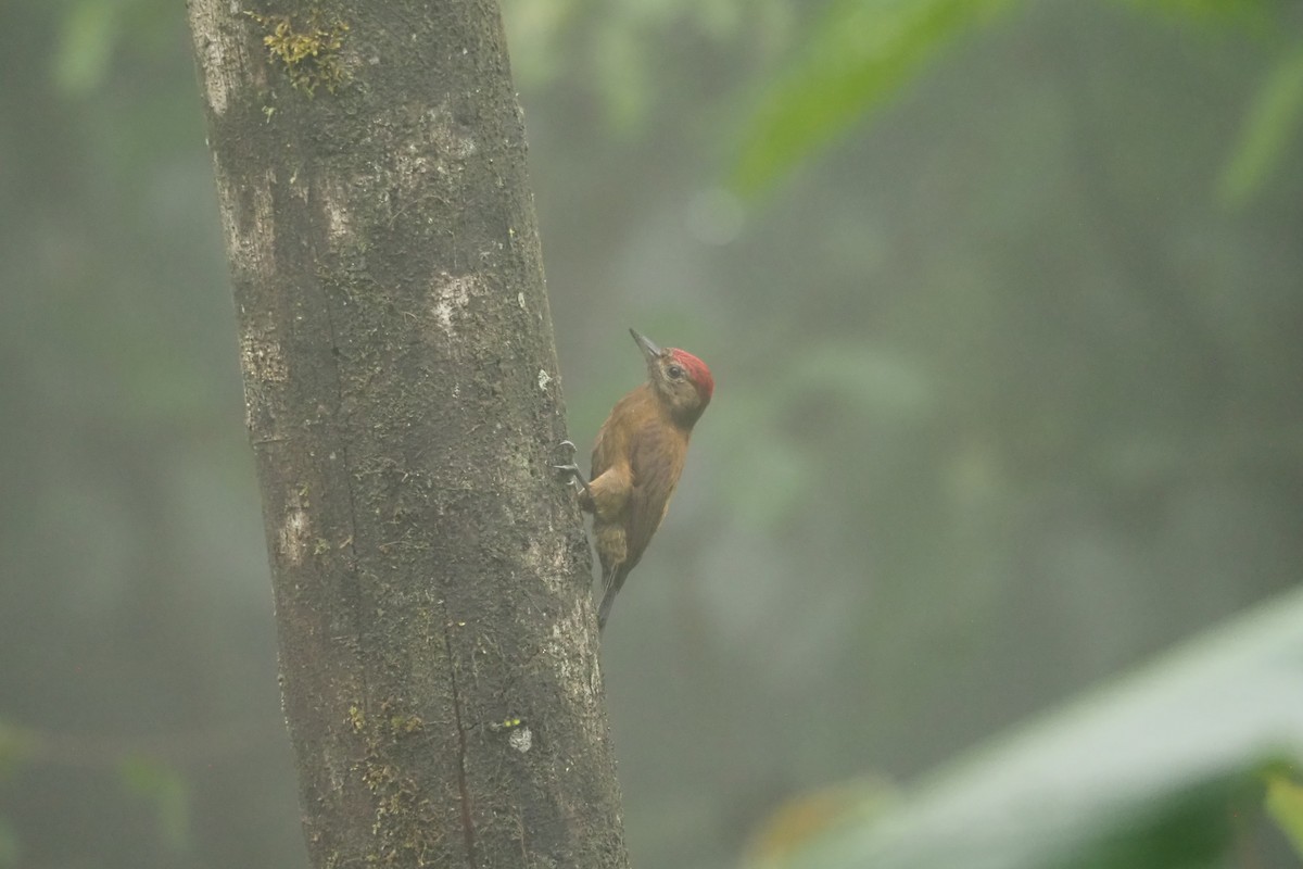Smoky-brown Woodpecker - ML620519826