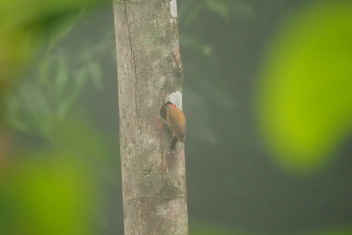 Smoky-brown Woodpecker - ML620519827