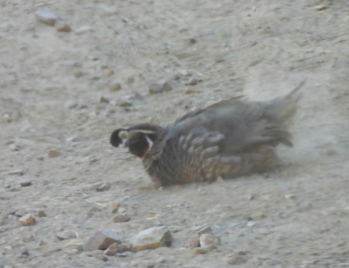 California Quail - Neil Zhang