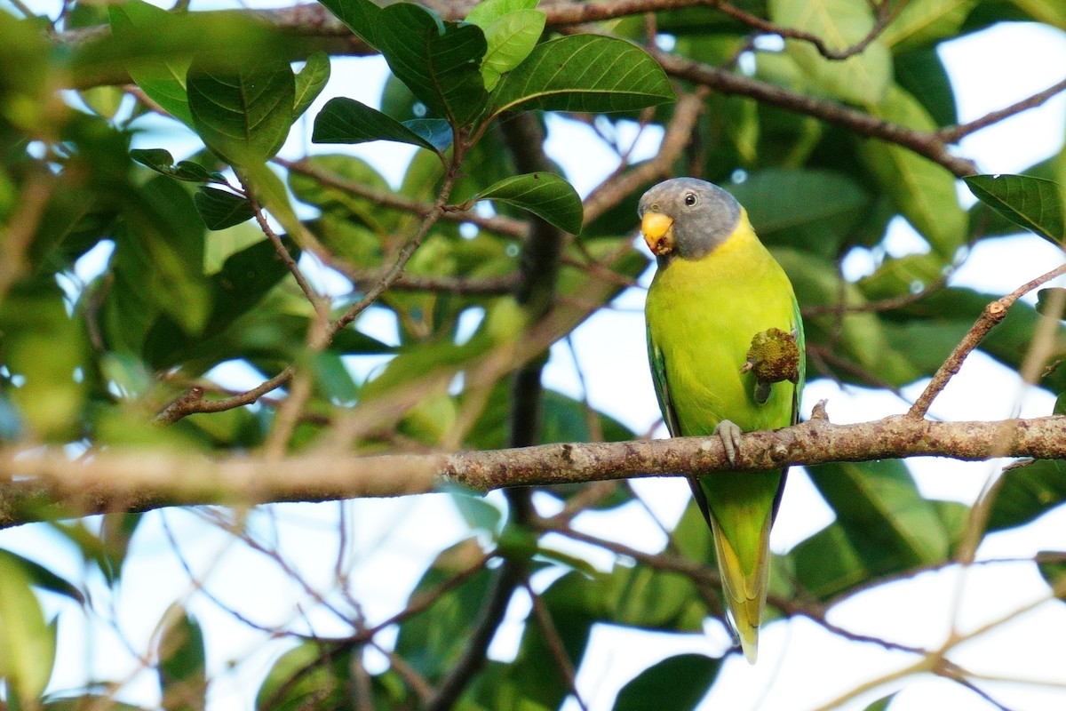 Plum-headed Parakeet - ML620519841