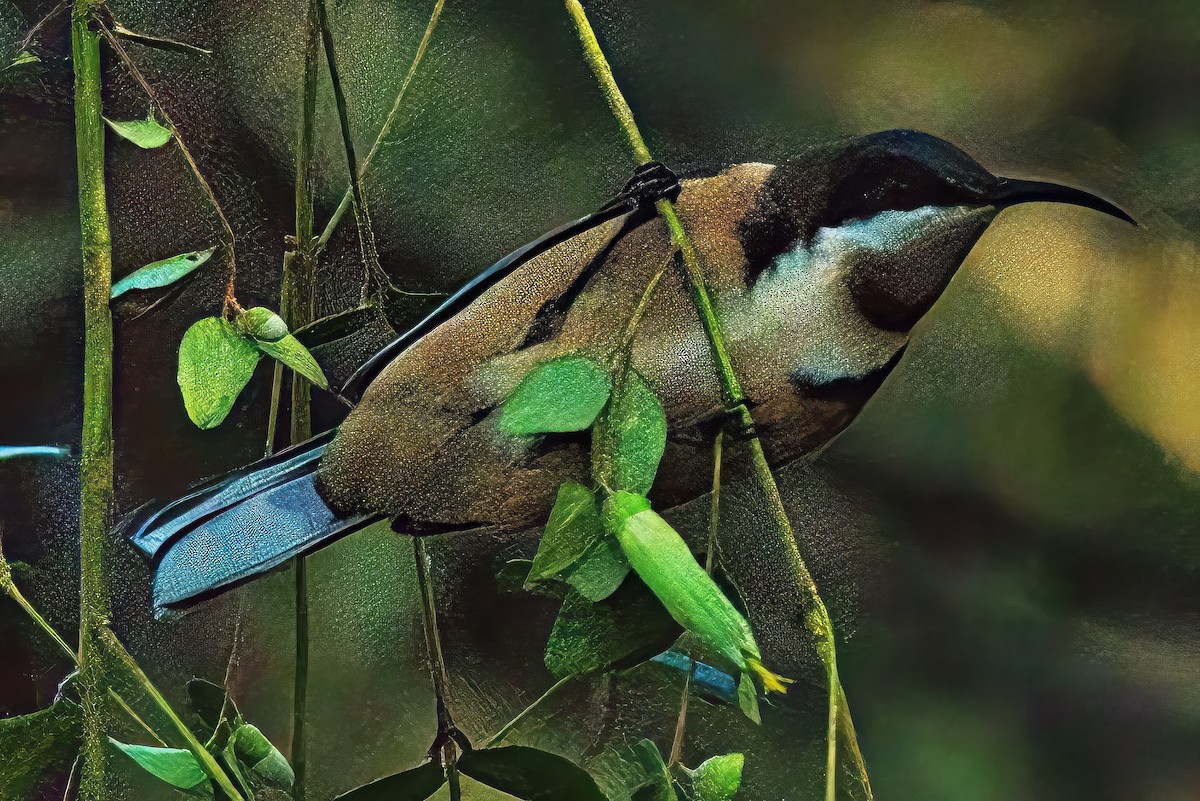 Eastern Spinebill - ML620519846