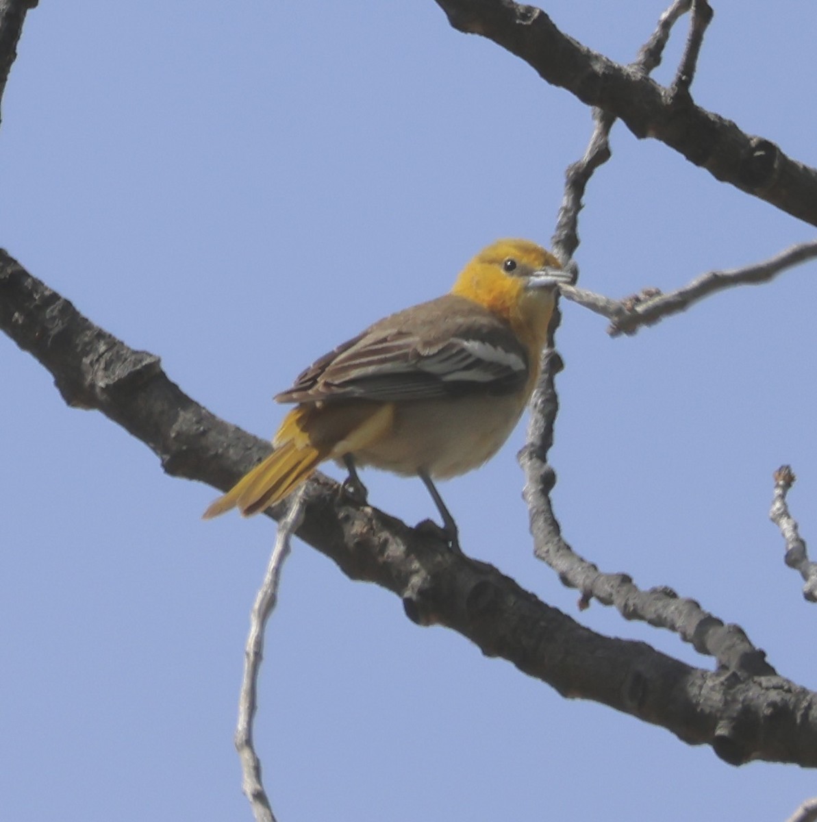 Bullock's Oriole - ML620519852