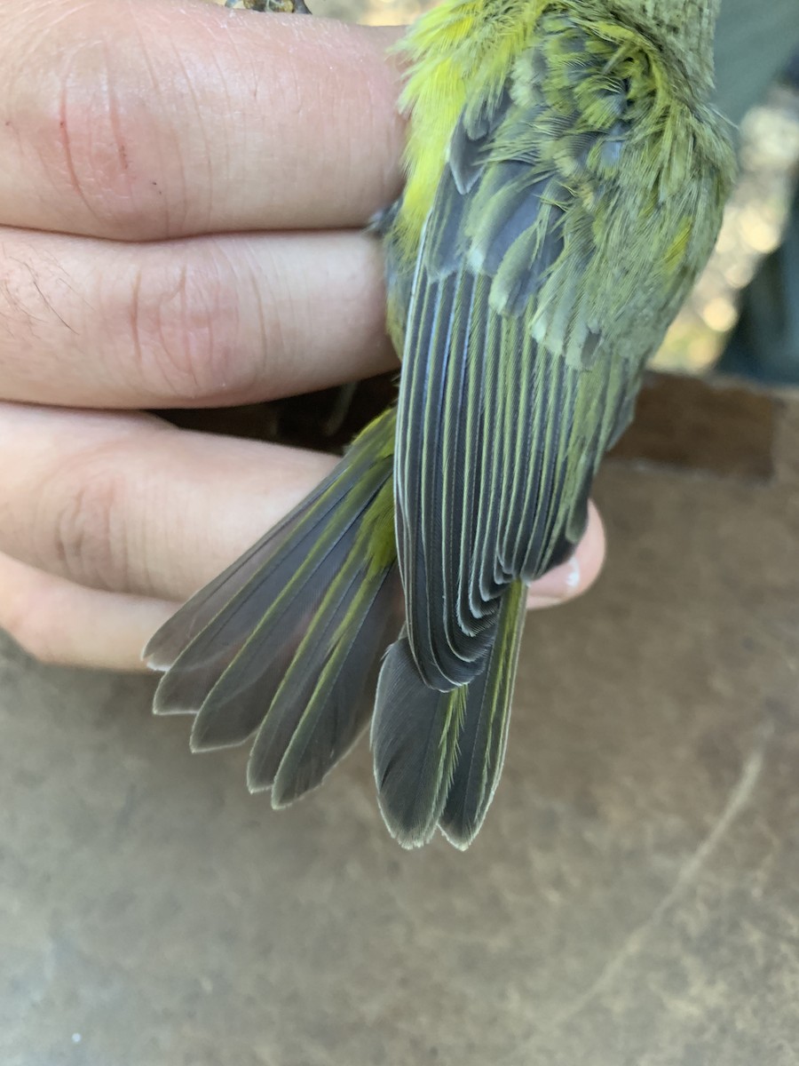 Orange-crowned Warbler - ML620519858