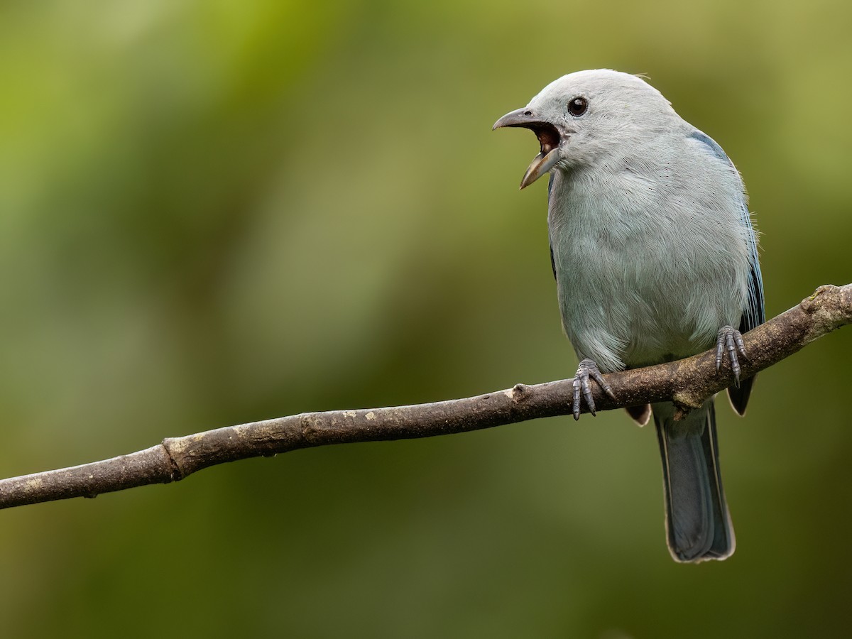 Blue-gray Tanager - ML620519860