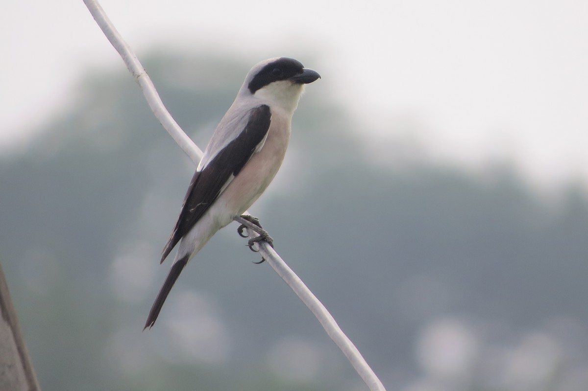 Lesser Gray Shrike - ML620519866