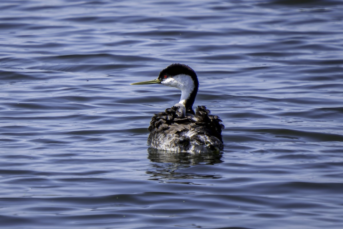 Western Grebe - ML620519867