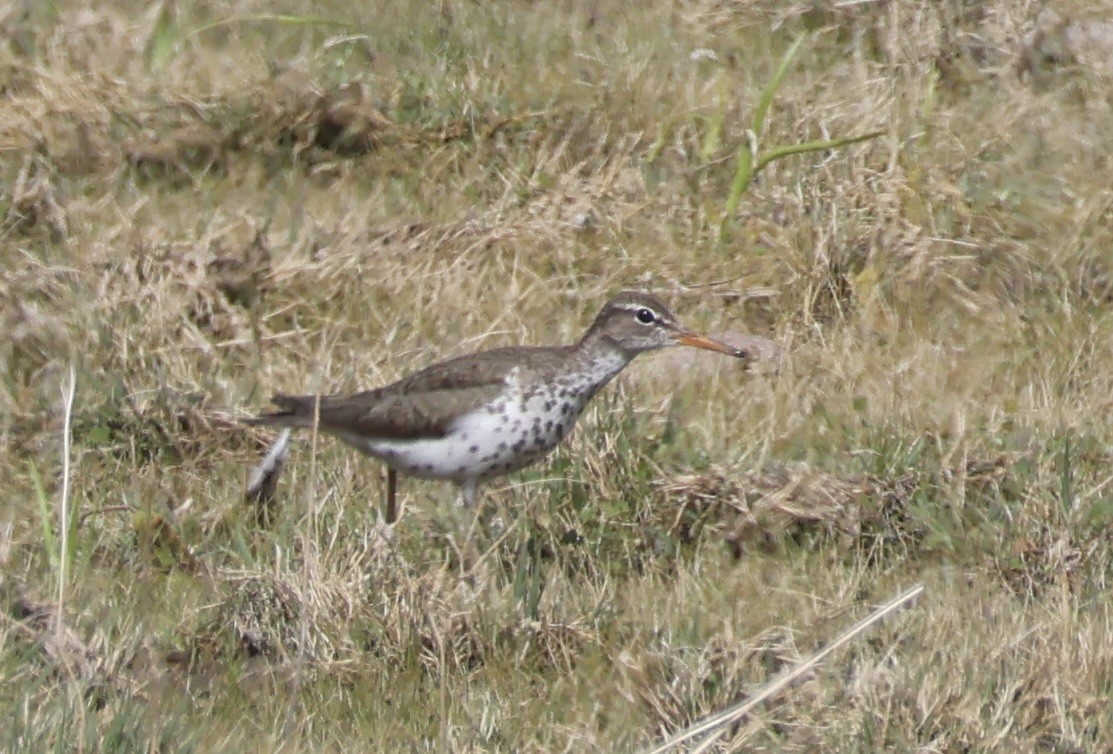 Spotted Sandpiper - ML620519869