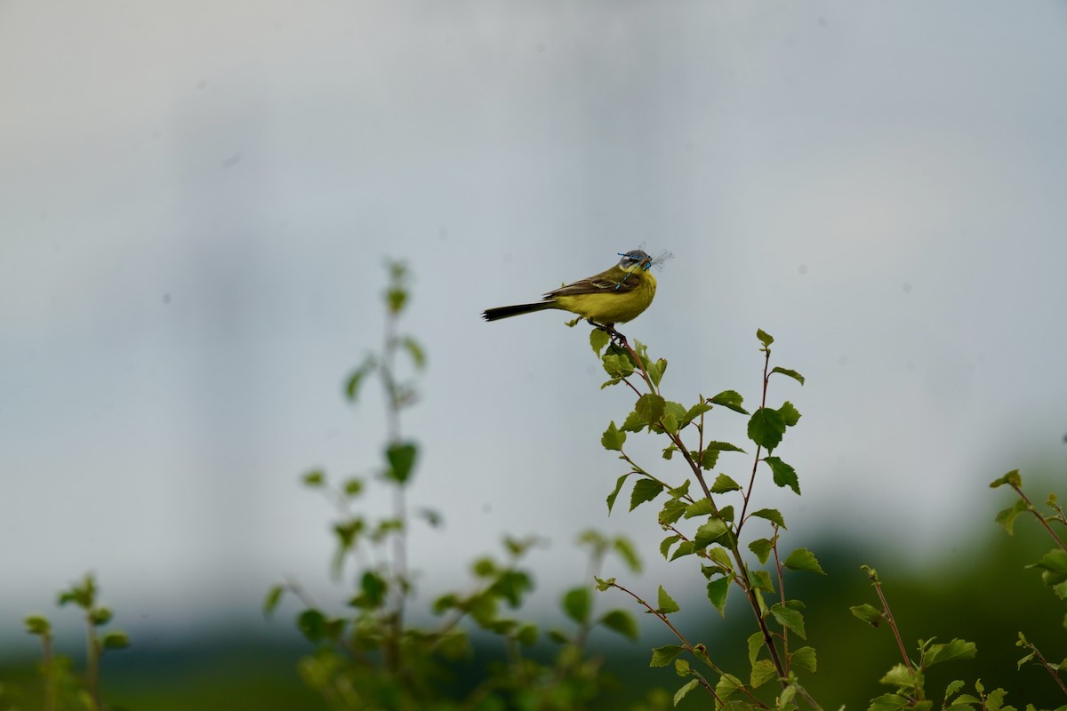 Western Yellow Wagtail - ML620519871