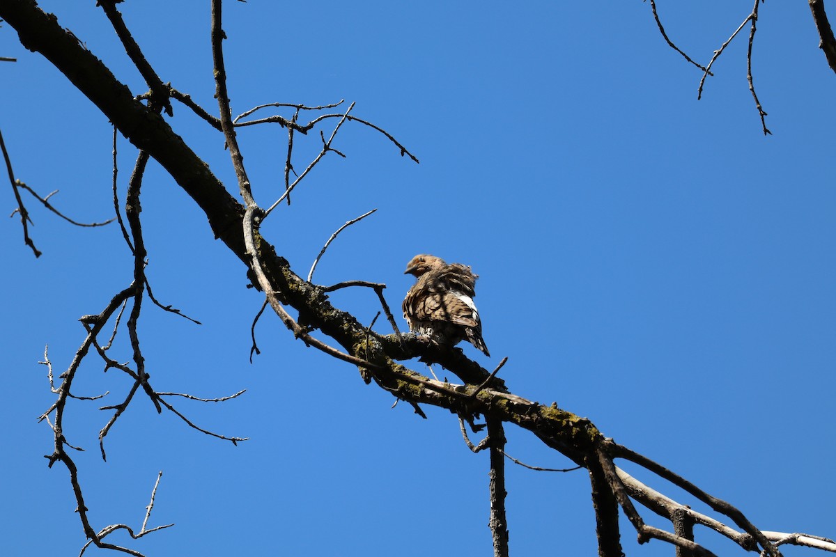 Carpintero Escapulario - ML620519873