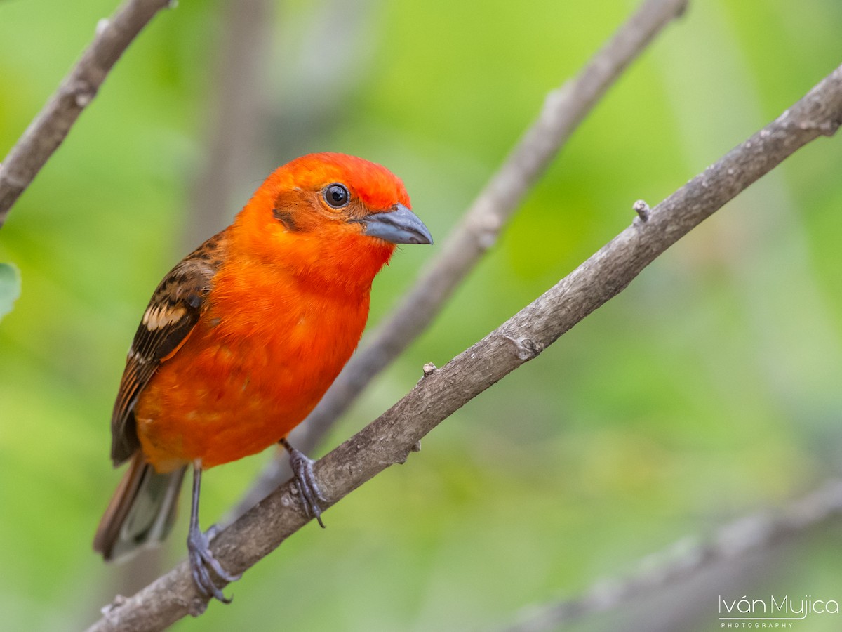 Flame-colored Tanager - ML620519876