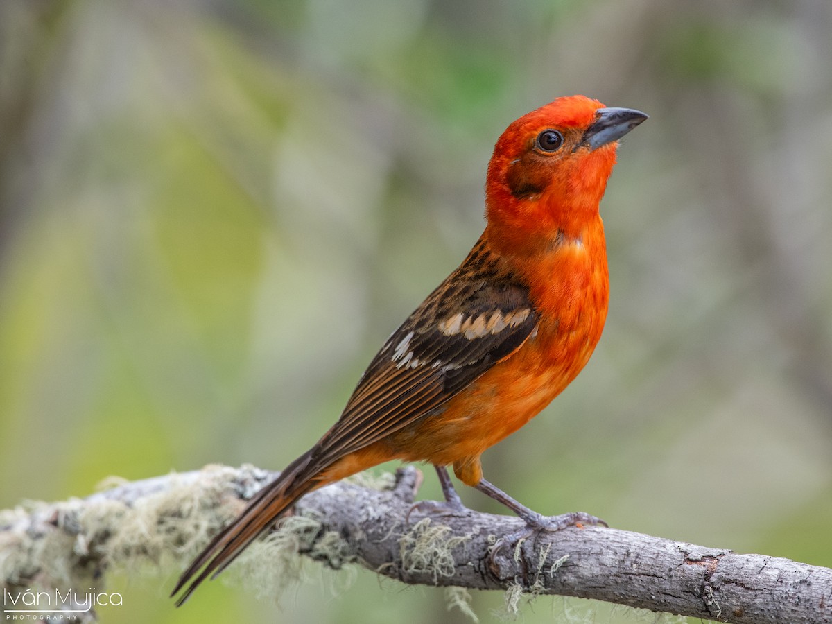 Flame-colored Tanager - ML620519878