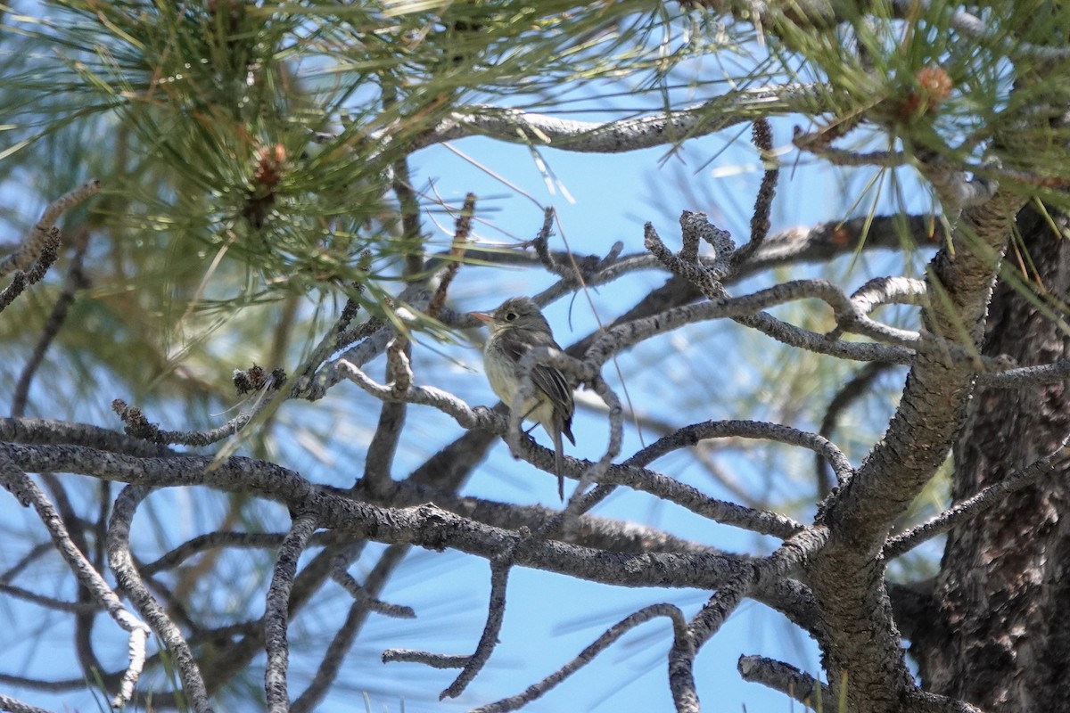 Western Flycatcher - ML620519880