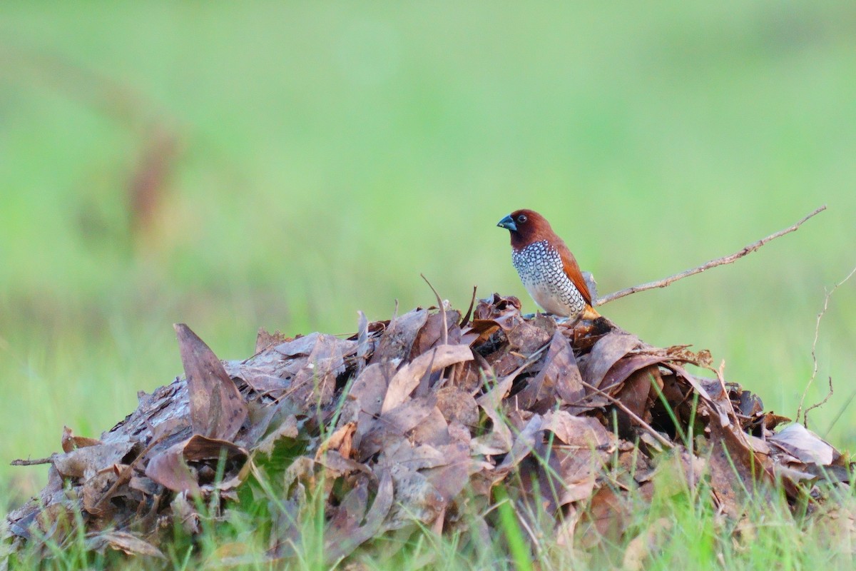 Scaly-breasted Munia - ML620519881