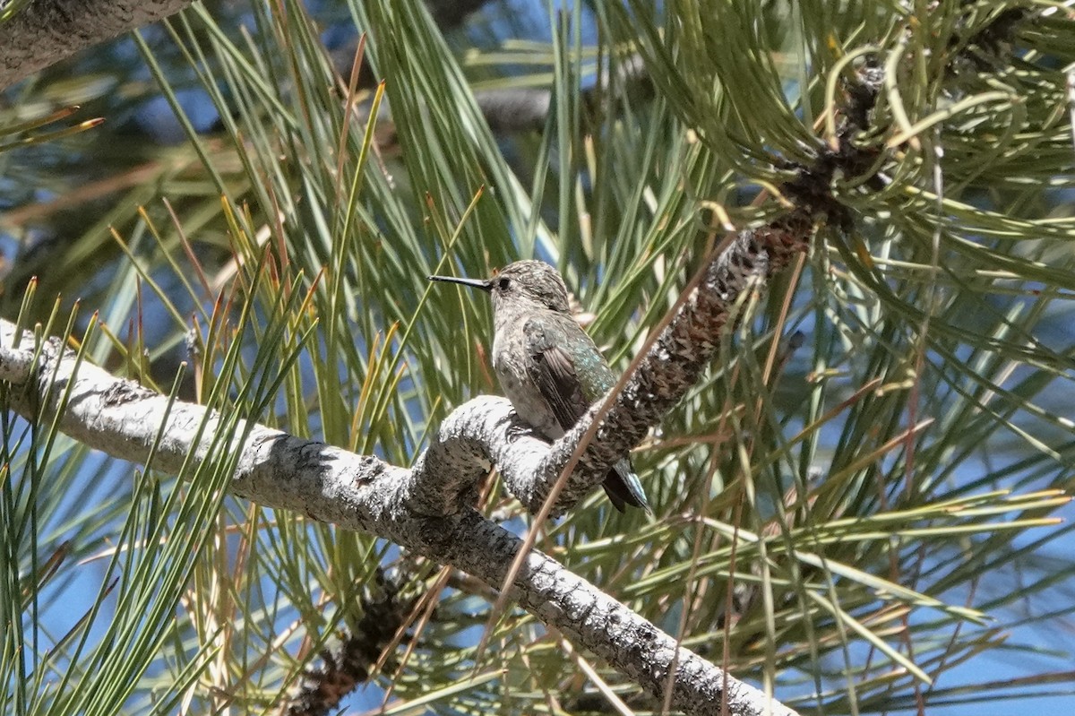 Trochilidae sp. - ML620519883