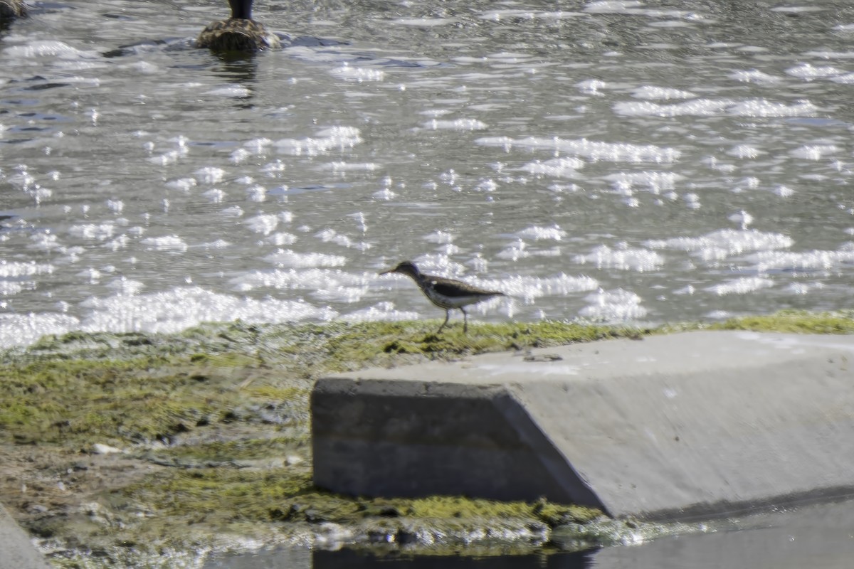 Spotted Sandpiper - ML620519886