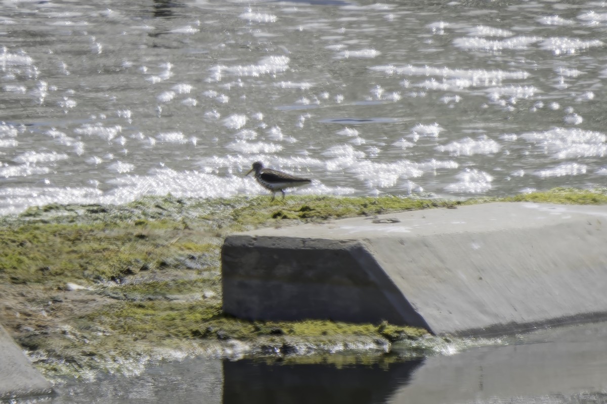 Spotted Sandpiper - ML620519889