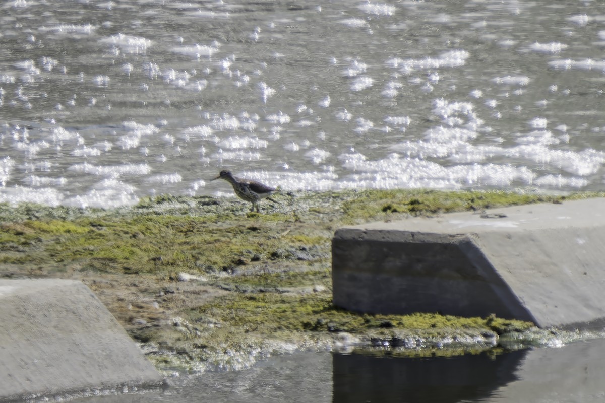 Spotted Sandpiper - ML620519893