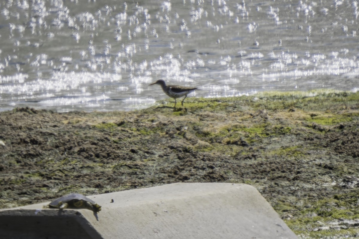 Spotted Sandpiper - ML620519894