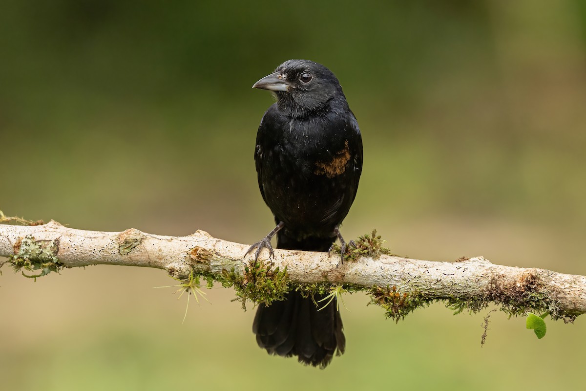 White-lined Tanager - ML620519896