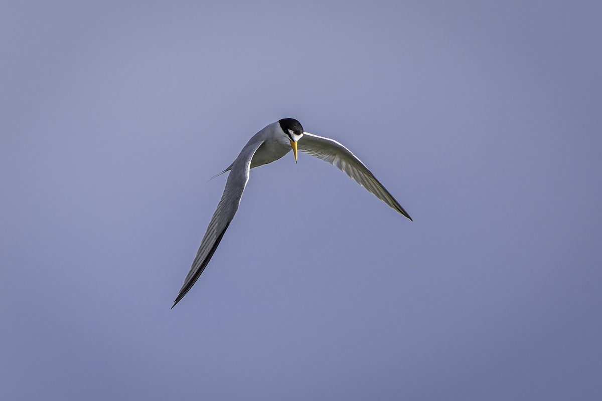 Least Tern - ML620519897