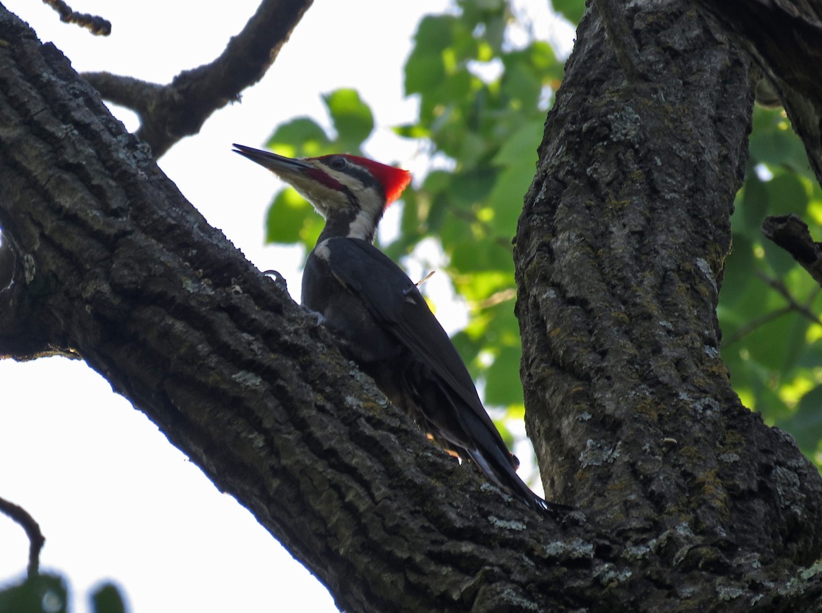Pileated Woodpecker - ML620519900