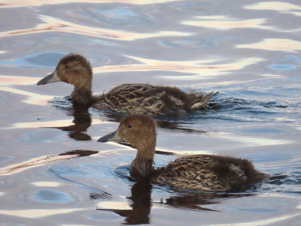 Northern Pintail - ML620519916