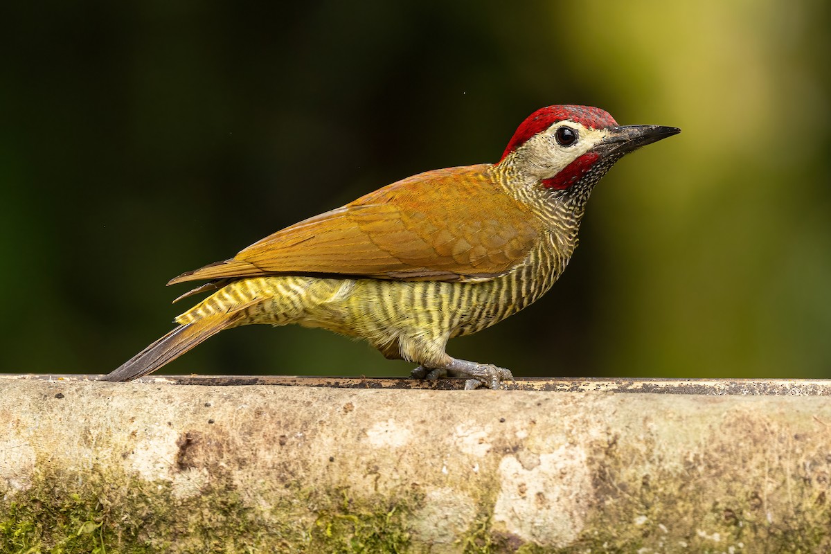 Golden-olive Woodpecker - ML620519918