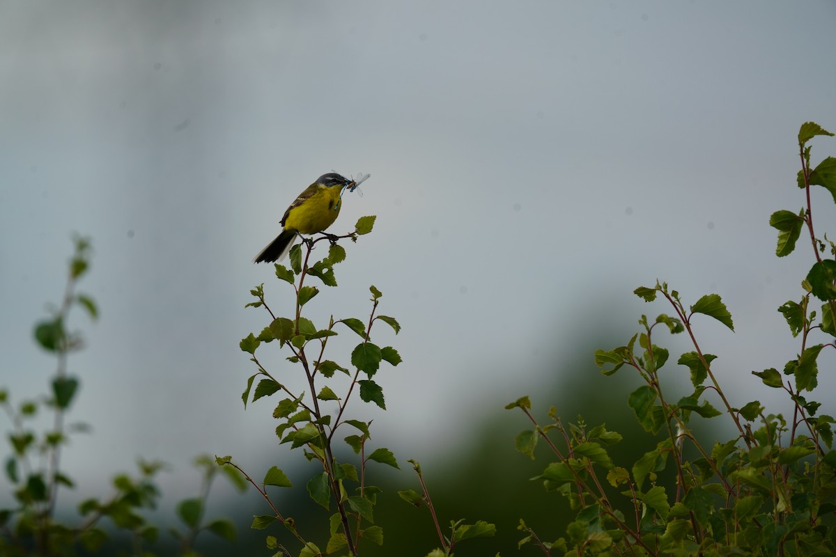 Western Yellow Wagtail - ML620519919