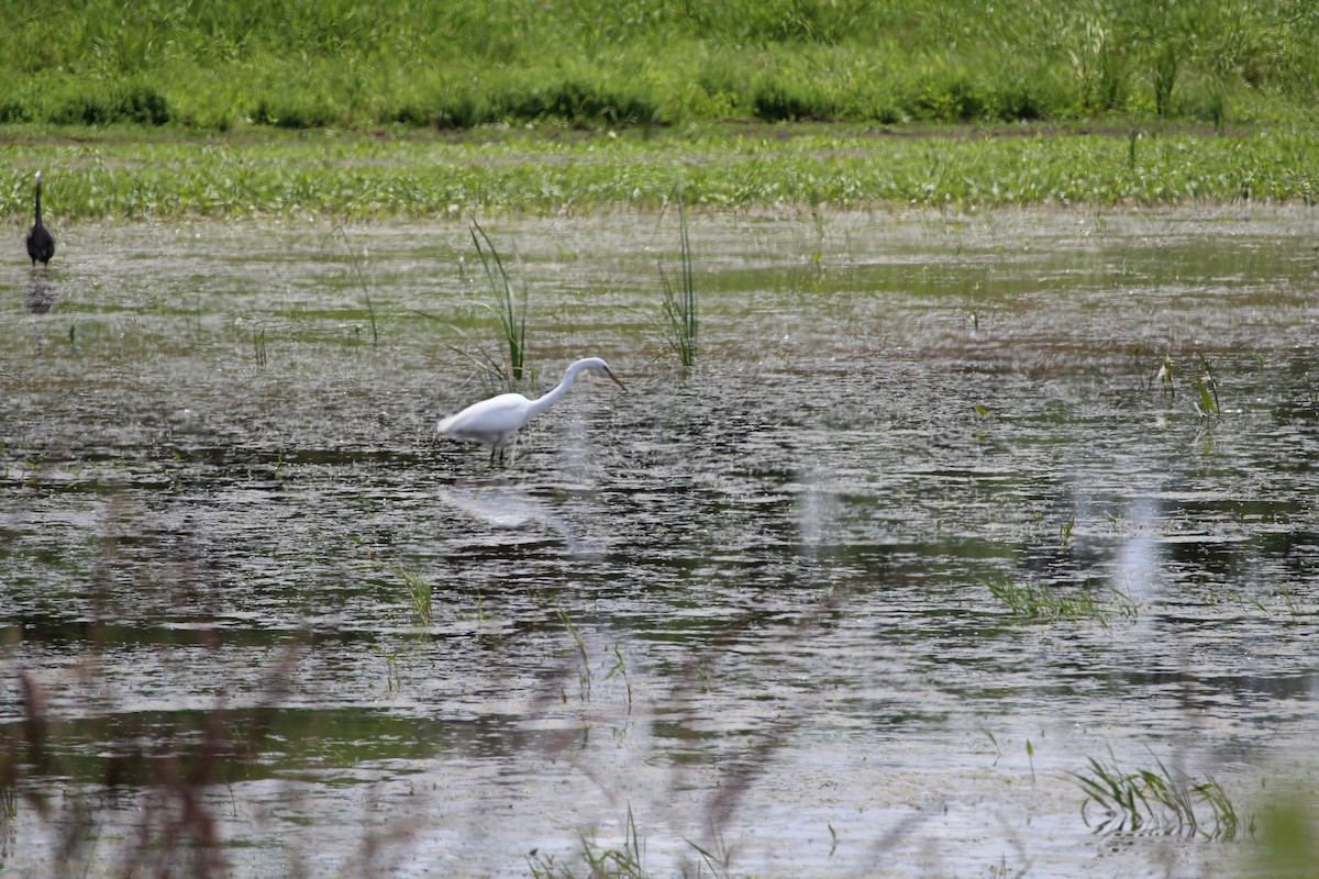 Great Egret - ML620519928