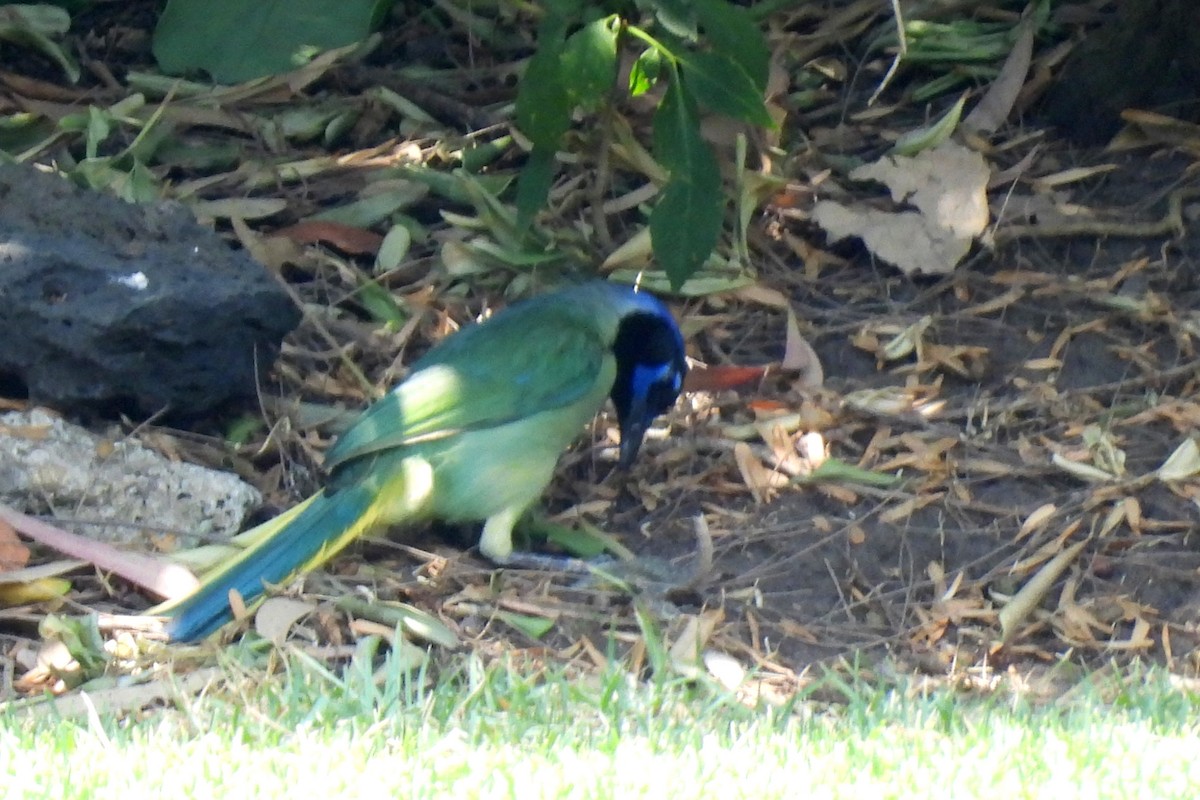 Green Jay - ML620519934