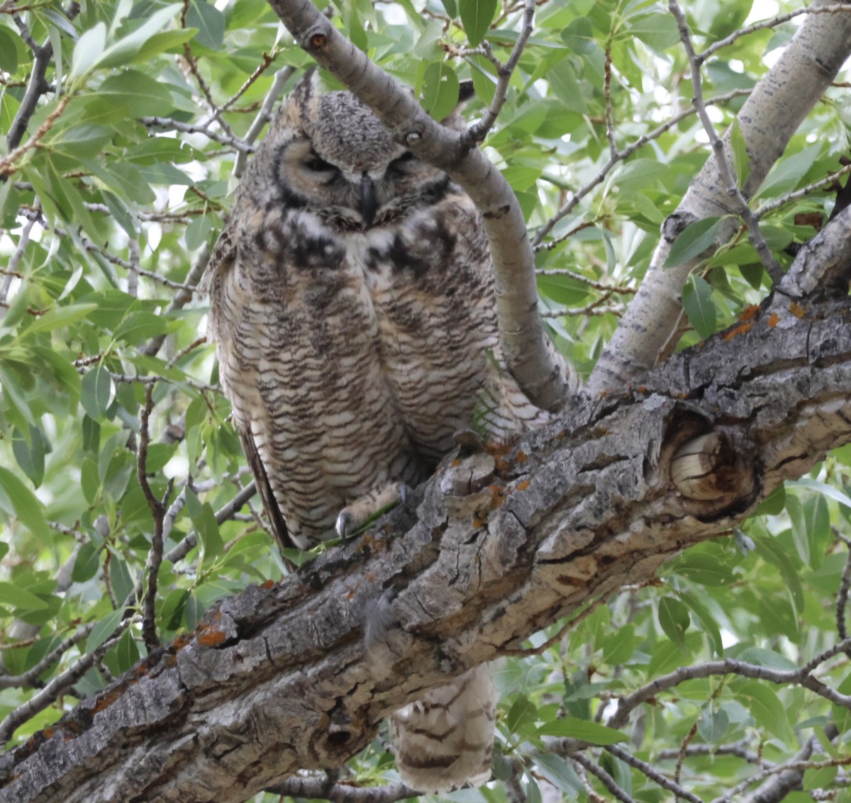 Great Horned Owl - ML620519935