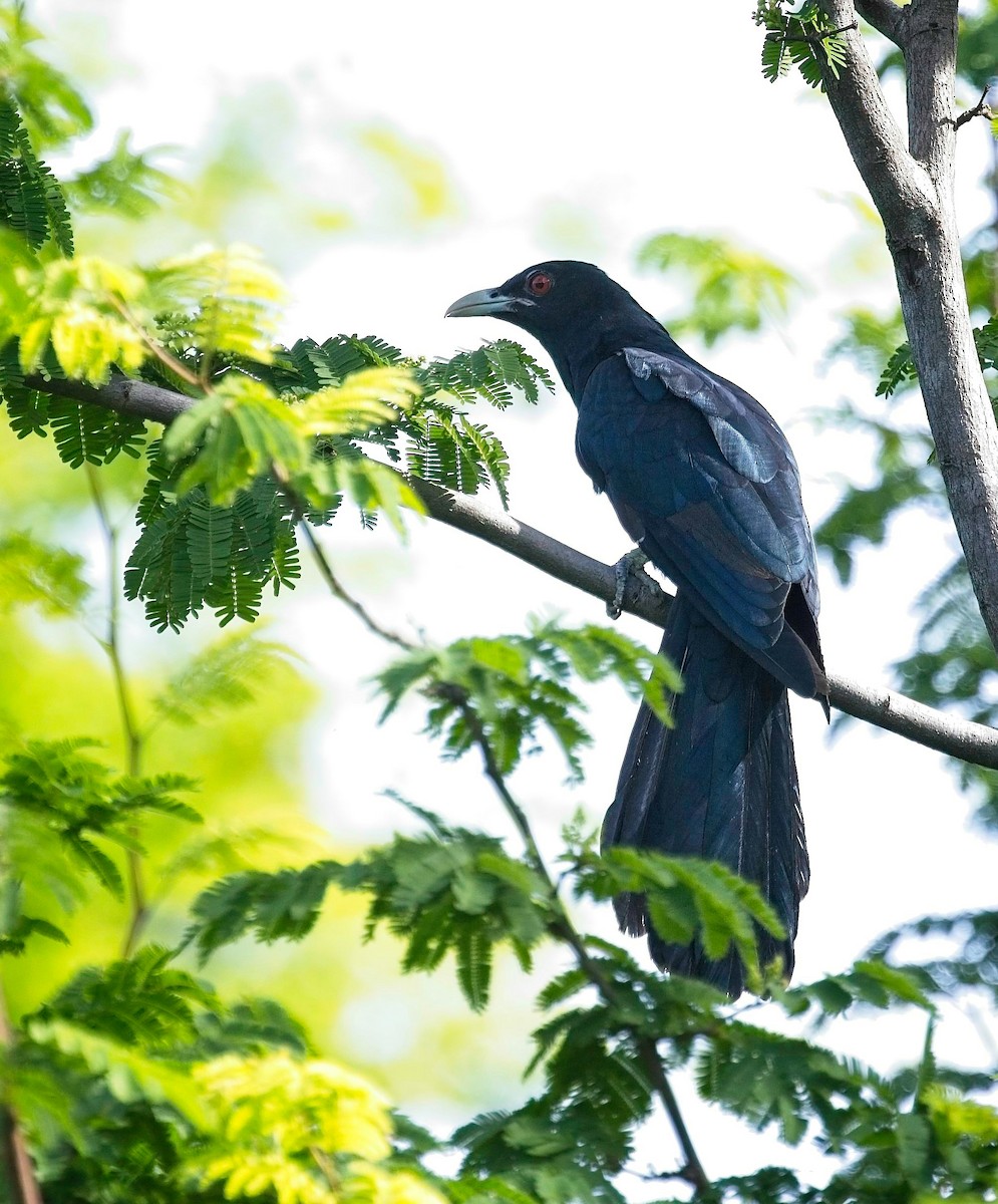 Asian Koel - ML620519938