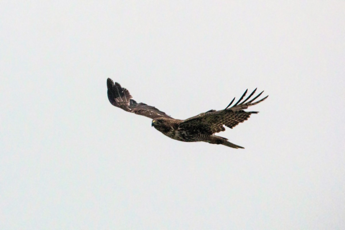 Red-tailed Hawk - ML620519939