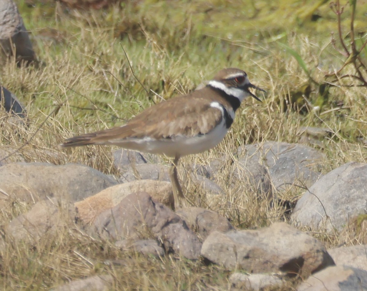 Killdeer - ML620519940